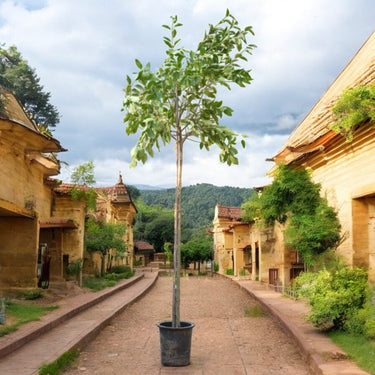 Ficus Altissima - Council Tree